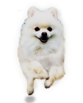 うちの子シリーズ